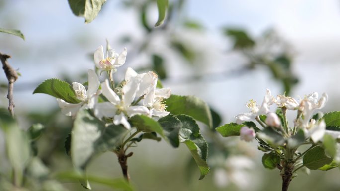 苹果花洛川苹果