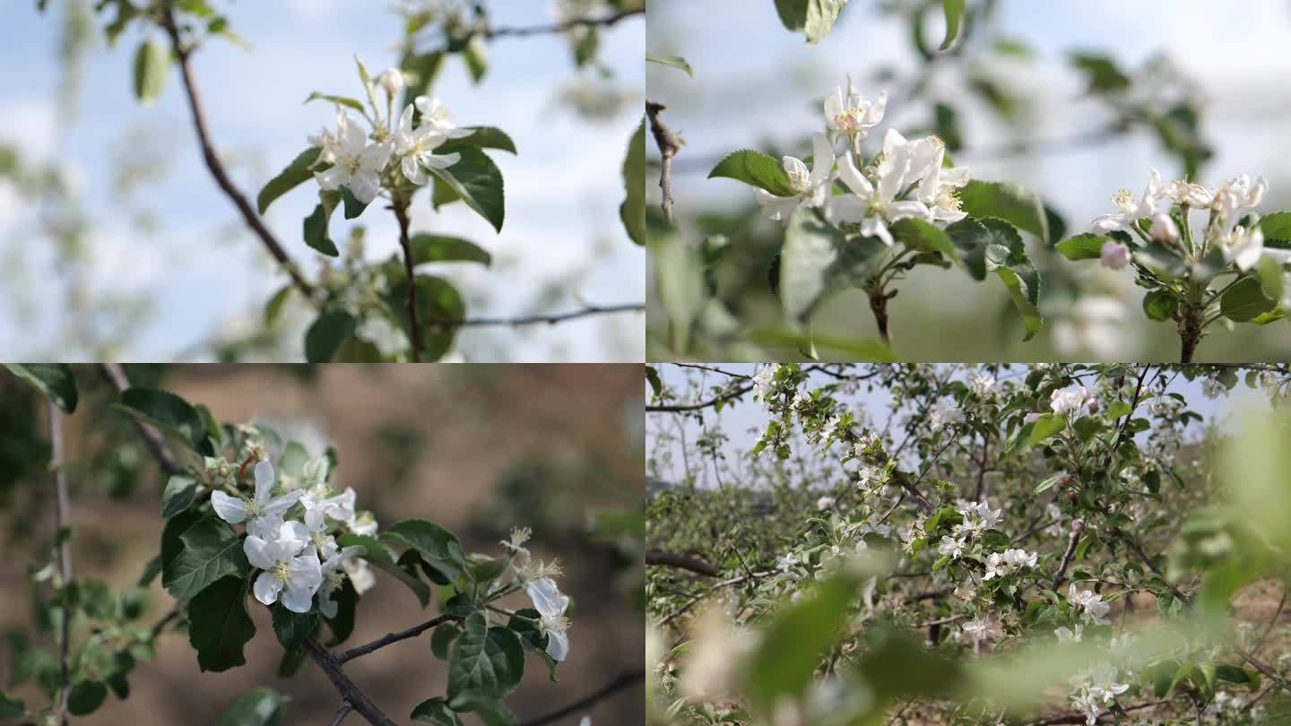 苹果花洛川苹果