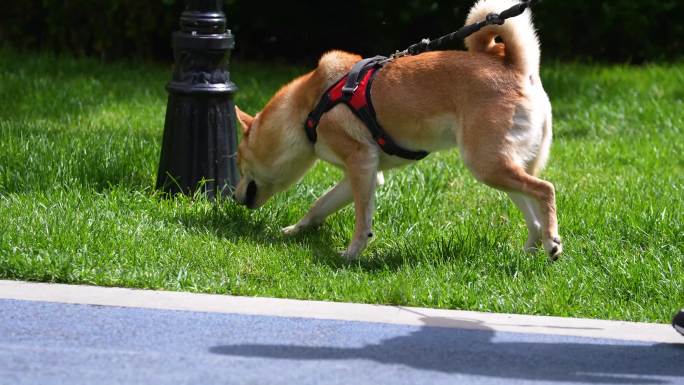 遛狗宠物犬宠物狗小区遛狗文明养犬