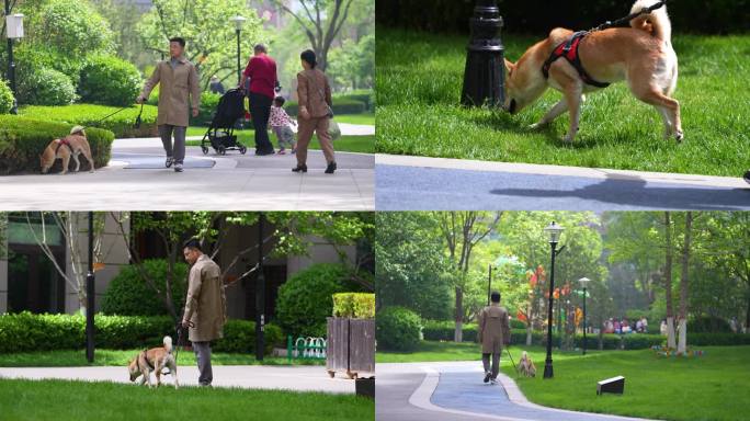 遛狗宠物犬宠物狗小区遛狗文明养犬