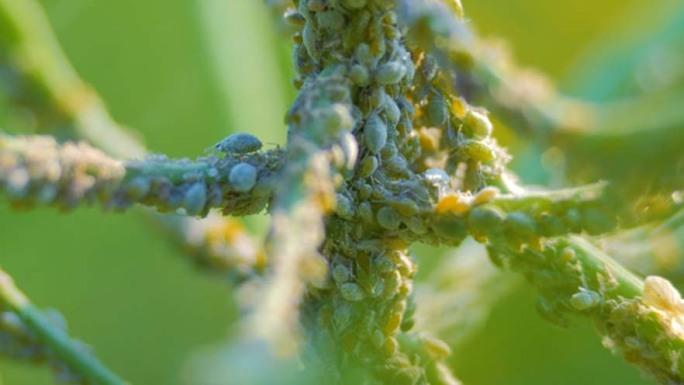 蚜虫农作物病虫害素材