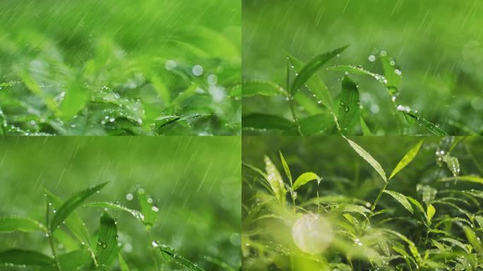 雨中小草