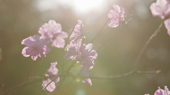 杜鹃花迎红杜鹃阳光下沈阳世博园