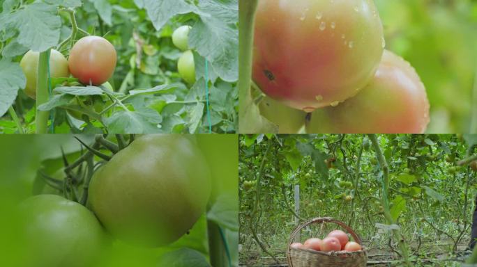 农业大棚西红柿绿色食品现代农业乡村振兴农