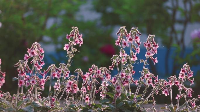 4K 地黄花 野花 春天 素材 儿时回忆