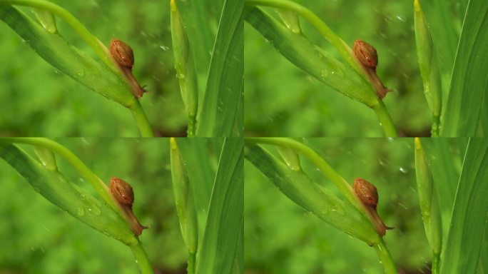 叶子上的蜗牛雨中蜗牛微距拍摄微生物自然