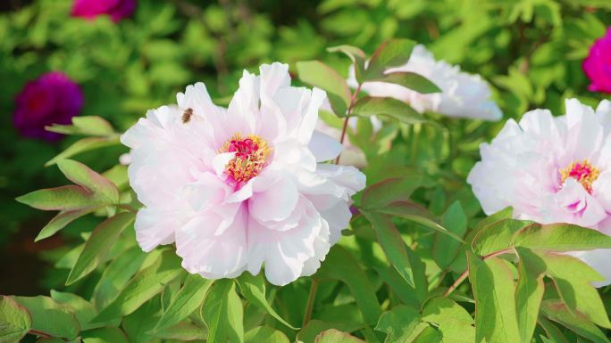 牡丹花蜜蜂采蜜特写 粉红花蕊花瓣绿叶芍药