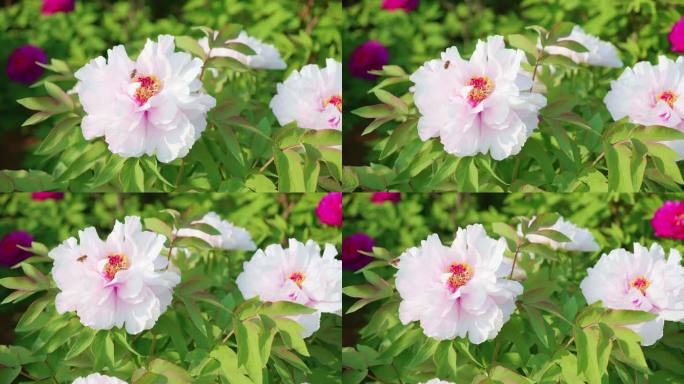 牡丹花蜜蜂采蜜特写 粉红花蕊花瓣绿叶芍药