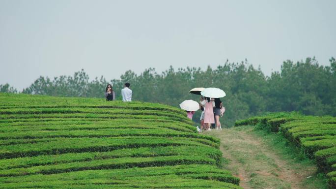 户外春游茶山游玩休闲时光