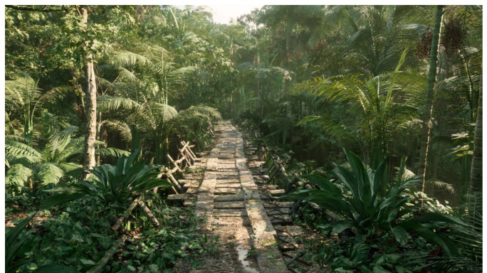 热带雨林 丛林 森林 树叶 灌木 风景
