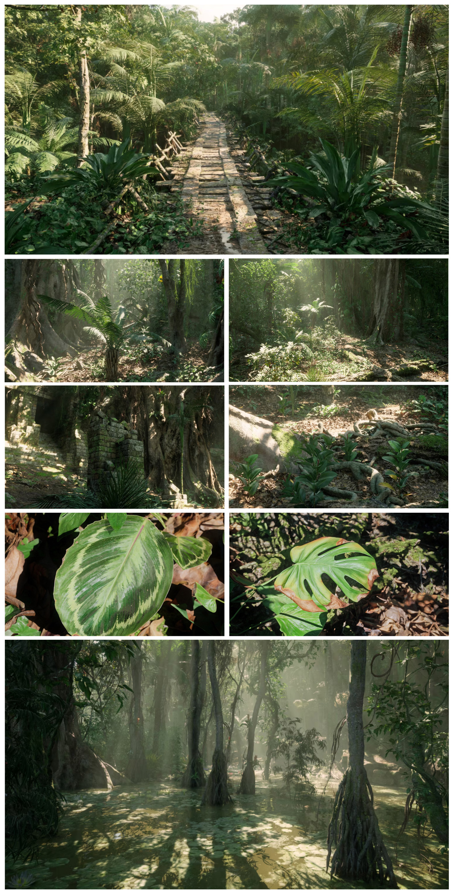 热带雨林 丛林 森林 树叶 灌木 风景