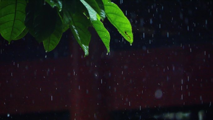 谷雨清明的雨滴