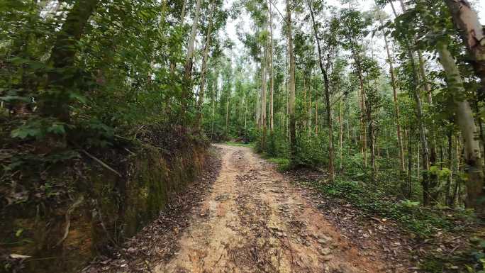 山路驾驶森林行驶山路树林土路第一视角前行