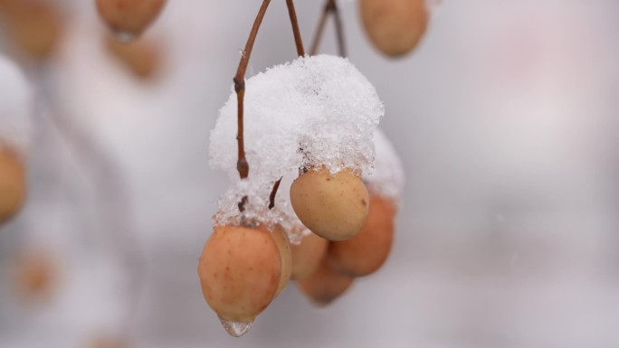 雪中农家果子2