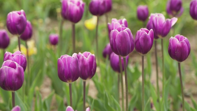 郁金香花