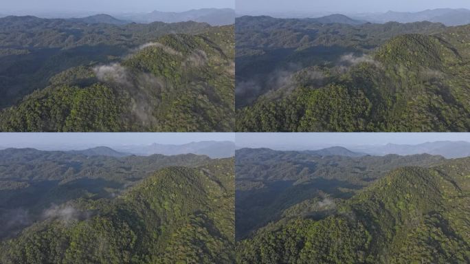 航拍延时-海南热带雨林，尖峰岭