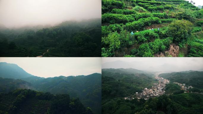 茶山采茶航拍