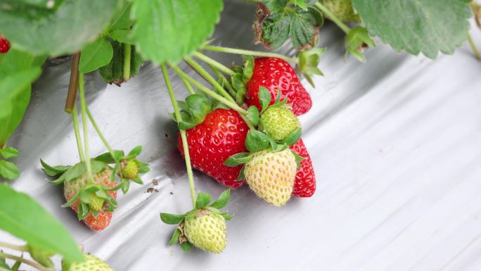 【4k合集】草莓地采摘草莓