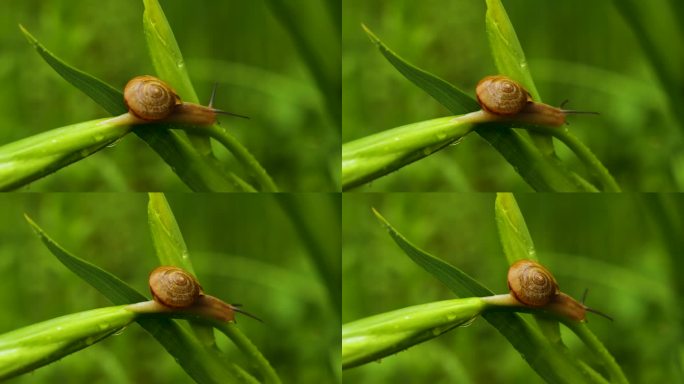 叶子上的蜗牛微距拍摄微生物自然