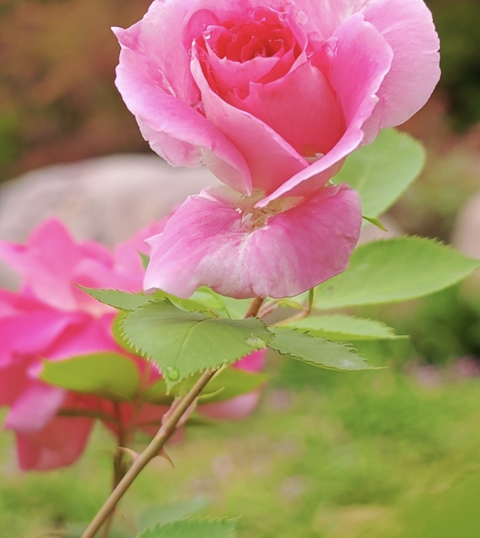 竖屏月季花苞花骨朵露珠玫瑰