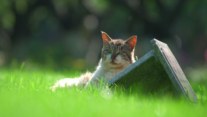 唯美草坪上的猫 公园猫 野猫 狸花猫