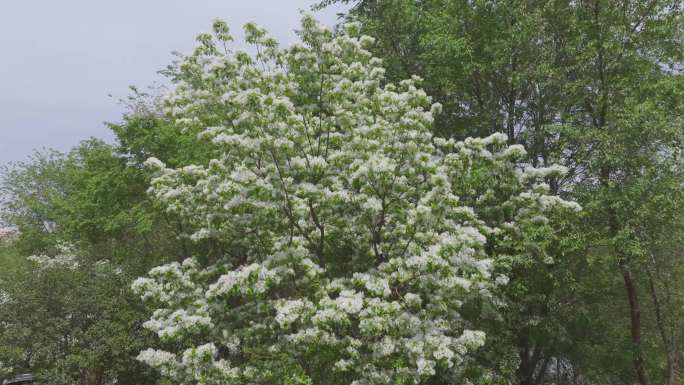 白色花 中草药 观赏树种 白色流苏花