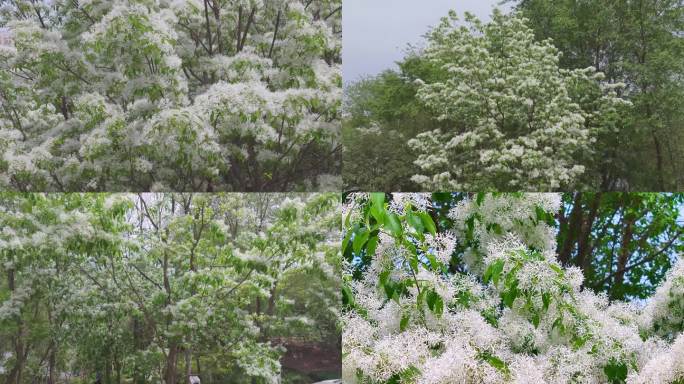 白色花 中草药 观赏树种 白色流苏花