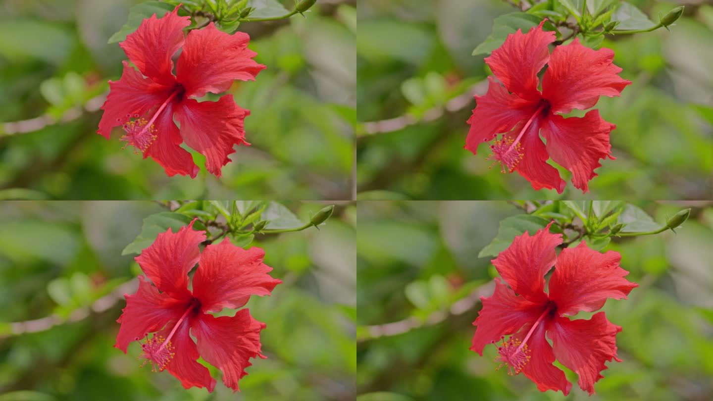 花红花花瓣花朵花开