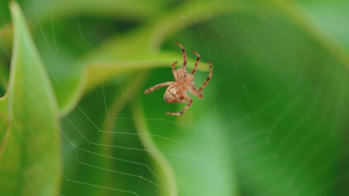 蜘蛛织网蜘蛛网