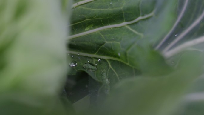 雨滴露水水滴滴落在绿色植物叶子上包菜生长