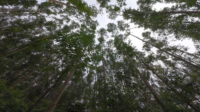 森林穿梭树林仰拍树木上升视角丛林原始森林