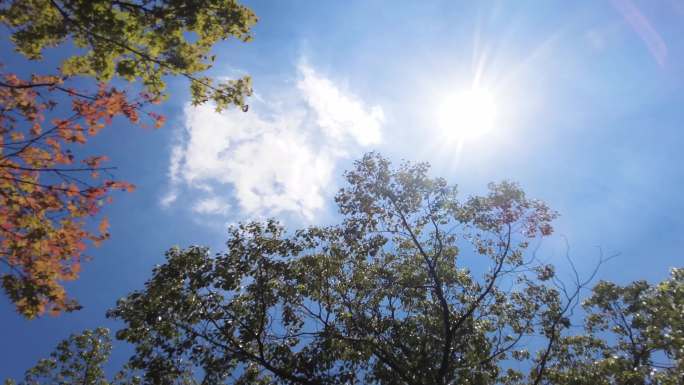 夏天阳光穿过树林唯美空镜头风景视频素材