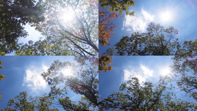 夏天阳光穿过树林唯美空镜头风景视频素材