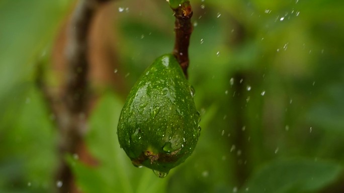 雨中无花果慢镜头下雨谷雨