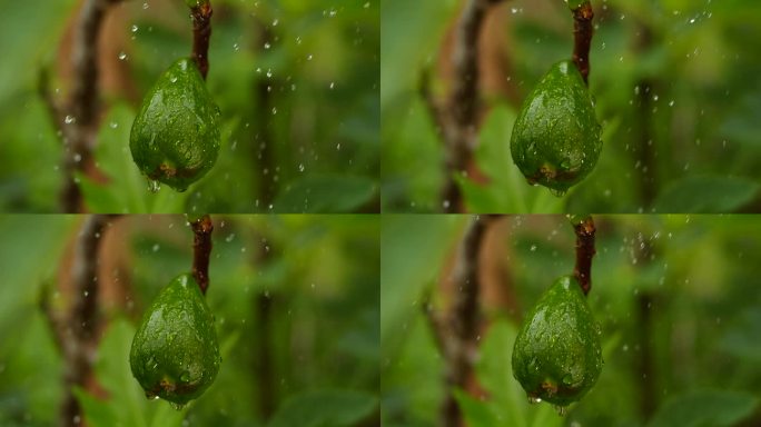 雨中无花果慢镜头下雨谷雨