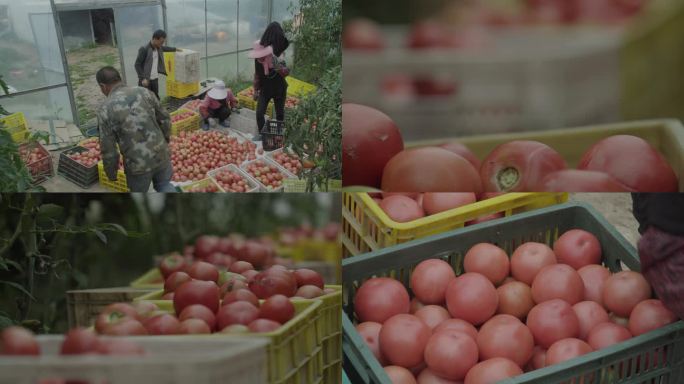 大棚西红柿绿色食品现代农业乡村振兴农产品