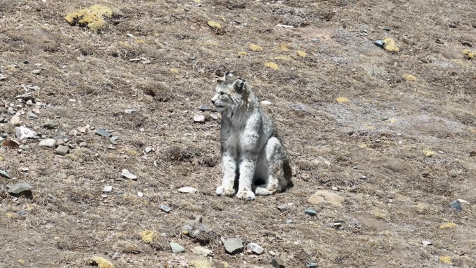 4k航拍可可西里野生动物猞狸