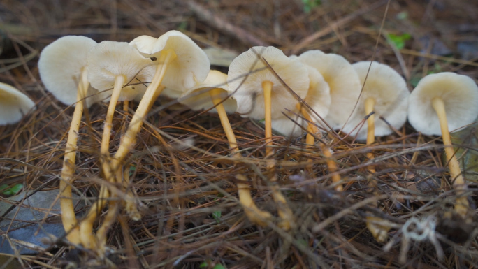 森林美味 山珍 蘑菇 野生菌 多镜头