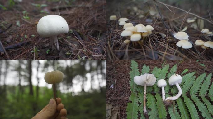 森林美味 山珍 蘑菇 野生菌 多镜头