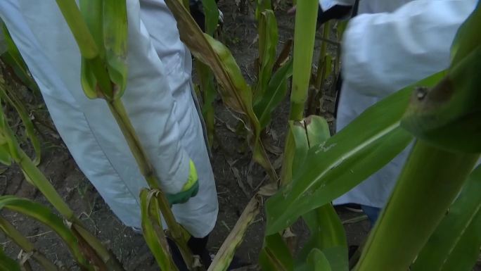 农业科技人员从玉米种子地取种称量