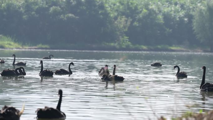 湖里一群黑天鹅