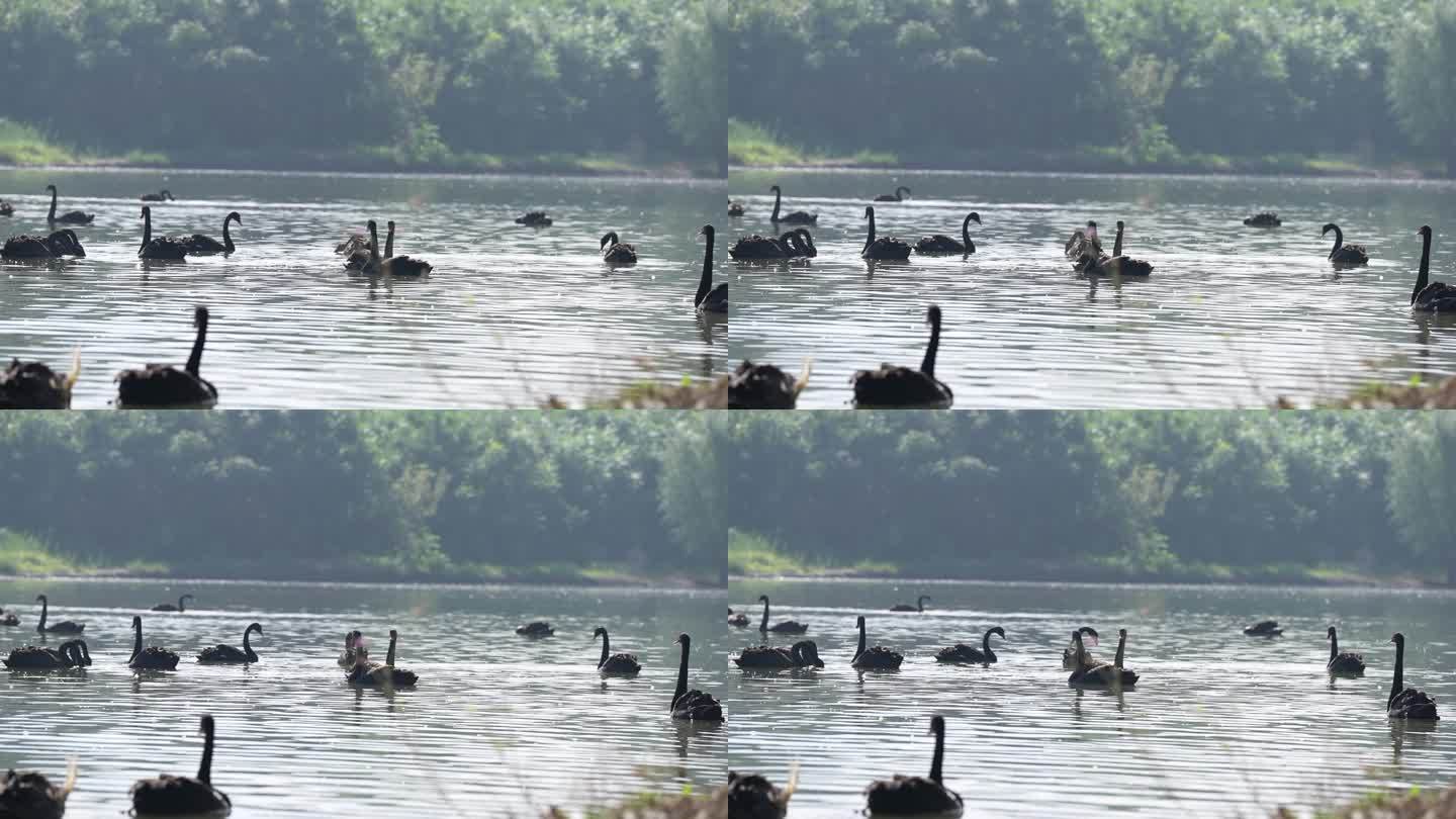 湖里一群黑天鹅