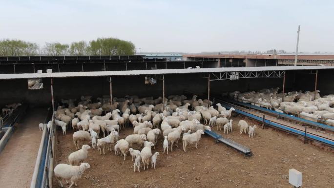 羊场  养殖场