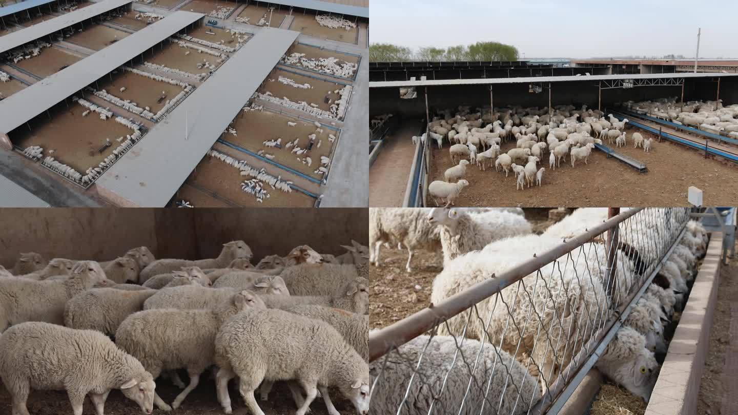 羊场  养殖场  厂区 饲养场 羊群