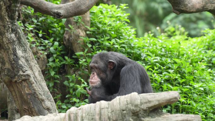 黑猩猩吃东西