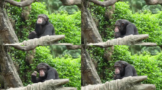 黑猩猩吃东西