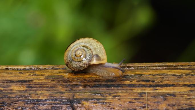爬行的蜗牛微距拍摄微生物自然