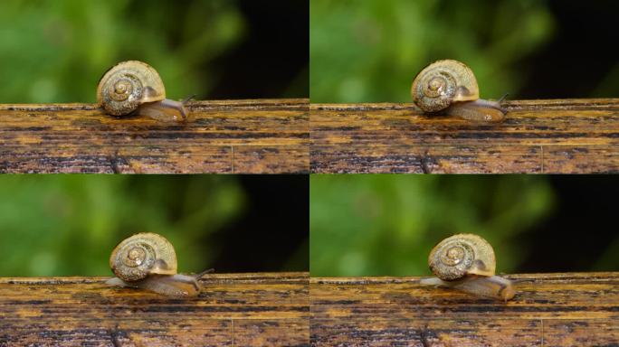 爬行的蜗牛微距拍摄微生物自然