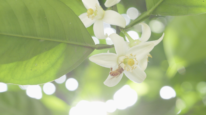 橘子花 橙子花 柑橘树 柚子花 片段集合