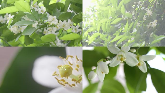 橘子花 橙子花 柑橘树 柚子花 片段集合